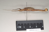 CollectionObject 1561297; NHMUK(SF IMPORT DUPLICATE) 845153, 81e23959-9432-44f3-afcb-9c3e60d89bde: copyright Natural History Museum, London. male, lateral view (holotype). (CollectionObject).
