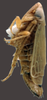 Habitus, lateral view on Amblysellus raygozai Pinedo-Escatel, Becerra-Chiron, Torres-Moreno & Pérez-Valencia, 2020: sub-brachypterous female. (Observation).