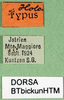 CollectionObject 1500469; be53b7c5-9b8e-4f43-b81b-a5a07f36d210: labels (holotype of Metrioptera kuntzeni)). (CollectionObject).
