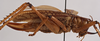 female, lateral view (holotype). Depicts CollectionObject 1534505; fb31cbfd-ab02-49a8-9771-15fe1a7d62c8, a CollectionObject.