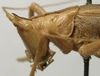 CollectionObject 1534989; 9aa06e5b-57c0-4c3f-bf91-4547dd0d488d: female head and pronotum, lateral view (syntype). (CollectionObject).