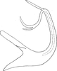 Aedeagus, lateral view on Edwardsiana ishidai (Matsumura, 1932): Aedeagus, lateral view (after Vilbaste). (Observation).