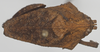 CollectionObject 1576825; 817c978e-77c1-4815-a105-203df4512638: female, dorsal view. (CollectionObject).