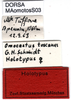 labels (holotype of Omocestus toscanus). Depicts CollectionObject 1521411; 35069580-85a8-4c58-af25-45af67e3dc54, a CollectionObject.