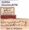 CollectionObject 1501316; 8c005e02-2291-445d-8fd0-4eb826a6677f: labels (holotype). (CollectionObject).