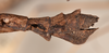 CollectionObject 1559796; abe40788-e460-45e7-aba4-f619597e03e7: copyright OUMNH. female: end of abdomen, lateral view of Phasma (Lonchodes) luteoviride (holotype). (CollectionObject).