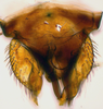 Subgenital plate: (Observation).