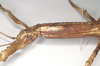 CollectionObject 1561531; NHMUK(SF IMPORT DUPLICATE) 844938, 8e2e757a-dc43-4936-9268-cd7db1ea400b: copyright Natural History Museum, London. female: head and thorax, lateral view (holotype). (CollectionObject).