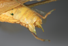 CollectionObject 2376978; bb371f53-4fb4-4895-8d57-75e746bdada8: male, lateral view (syntype). (CollectionObject).
