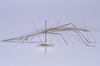 CollectionObject 1557764; 3221bfaf-b46b-4a78-9f41-ddbf452f3a35: copyright NHMB, Basel. male, lateral view (holotype). (CollectionObject).