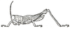 Serpusia opacula Karsch, 1891: female habitus ( body length 30 mm). (Otu).