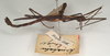 CollectionObject 1557168; 7c0b073b-df05-4ff6-a668-9c8ad535c76c: copyright St. Petersburg. male, lateral view synonym Asceles cornucervi (holotype). (CollectionObject).