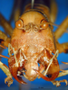 CollectionObject 1521421; 973d5e95-caba-4f5c-9ed6-22f54930b40c: male, frontal view (lectotype). (CollectionObject).