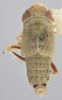 Habitus, dorsal view on Athysanella (Athysanella) utahna Osborn, 1930: Dorsal - Male. (Observation).