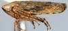 Habitus, lateral view on Arawa Knight, 1975: Arawa pulchra, female, laterally (INHS). (Observation).