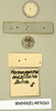 Homoeogamia mexicana Burmeister, 1838: Copyright Natural History Museum, London. Labels from lectotype (adult male) of synonym Polyphaga aequalis Walker, 1871 in BM(NH). Underside. (Otu).