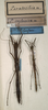 CollectionObject 1560920; NMW 890, fe49c8f8-0db0-4d03-917f-14f095f65452: copyright NMW, Vienna. female and male (syntypes). (CollectionObject).