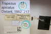 CollectionObject 1595294; bba0ed85-dee7-45f2-acab-93992a20a4cd: Trapezus apicatus. Paralectotype. (BMNH) - (CC BY-NC 4.0) Photo by Stuart Cole, reproduced with permission from the Natural History Museum, London, UK. (CollectionObject).