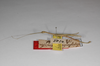 CollectionObject 1561950; af5d8bd6-c94c-4705-90c0-ed64c5e5a469: copyright ZMHB, Berlin. male, lateral view of synonym Sipyloidea felderi (lectotype). (CollectionObject).