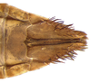 Other on Coarctana oricula Domahovski & Cavichioli, 2023: Female paratype [DZUP]: distal portion of abdomen, ventral view. (Observation).