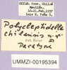 CollectionObject 1499676; e36f5a8a-fb44-4753-824d-e23cd66e9a73: labels (paratype). (CollectionObject).