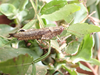 FieldOccurrence 43; b24eb67e-f5ca-4c37-930d-5fce7b0bbb29; Tanzania
Kilulu Hill coastal forest remain Tanga Region, 2023/03/??: female. (FieldOccurrence).