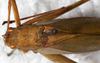 CollectionObject 1566795; NMW 7158, 79e2fcfb-fe1f-4cff-b327-5fead21779a8: female, dorsal view (syntype of Phrixa sima). (CollectionObject).