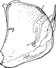 Pygofer, lateral view: Pygofer (T. tata Dwor.). (Observation).
