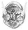 Ceuthophilus (Ceuthophilus) ozarkensis Hubbell, 1936: Fig. 32. (male) epiproct. (Otu).
