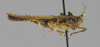 CollectionObject 1523096; 1c90d840-9f4f-4f24-bb3f-0eac3d5fe365: male, lateral view (holotype). (CollectionObject).