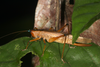 CollectionObject 1588348; 863829e9-2286-49a0-bb55-1eace18e4f2a: female (Sandakan). (CollectionObject).