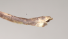 CollectionObject 1562058; NHMUK(SF IMPORT DUPLICATE) 844855, 8de43be0-8c6a-4933-a801-691b8416f954: copyright Natural History Museum, London. male: end of abdomen, lateral view (holotype). (CollectionObject).