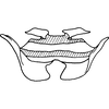 Abdomen, sternal apodemes, ventral view on Anufrievia parisakazu Cao & Zhang, 2018: Abdomen, sternal apodemes, ventral view. (Observation).