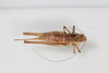 CollectionObject 1505837; fcce1b25-e326-4243-a528-cab81ddd5298: female, dorsal view (syntype). (CollectionObject).