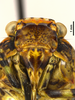 Head: !! display not done !! on Scaralina marmorata (Spinola, 1839): (Observation).