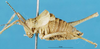CollectionObject 1507233; d864f12a-572e-4485-8750-867a91728aec: male, lateral view. (CollectionObject).