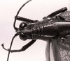 CollectionObject 1566401; 39e9e16d-03da-41bd-8099-365911198648: Image C.S. Carbonell. male head and pronotum, dorsal view. (CollectionObject).