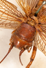 CollectionObject 1531236; 545a2eb5-7467-4859-b436-093cfa6080f1: female, dorsal view (syntype). (CollectionObject).