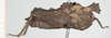 CollectionObject 1518003; 969a20d0-6a85-400f-8991-264c48885119, NHMUK10924396: female, lateral view (holotype). (CollectionObject).