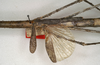 CollectionObject 1558189; NMW 867''', 644c5f5a-a200-498b-95ff-4332e4610b01: copyright NMW, Vienna. female: mid-body / wings of synonym Acrophylla oxyacantha (paralectotype). (CollectionObject).