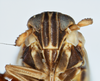 Head on Delphacodes saxicola Muir, 1926: (Observation).