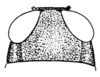 Nyassacris uvarovi Ramme, 1929: Fig. 23 a. male, dorsal view of head. (Otu).