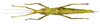 Diapherodes giganteus saintluciais Hennemann, Conle & Perez-Gelabert, 2016: female. (Otu).