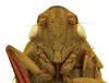 Head on Caetana pulchra Domahovski, Gonçalves, Takiya & Cavichioli, 2019: Female paratype [DZRJ]: head, ventral view. (Observation).