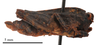 CollectionObject 1477281; cbc26076-99f0-4bbc-8f5a-180e2a93101b: female, lateral view (holotype of Tetrix antennata Steinmann, 1964). (CollectionObject).