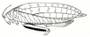 Zabalius congicus Beier, 1954: Fig. 7. female (tegmina length 54 mm). (Otu).