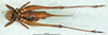 CollectionObject 1502451; 0dfd44b6-9d03-40be-bf3c-28959005e226: female, ventral view. (CollectionObject).