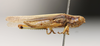 CollectionObject 1519635; af680be9-8650-43a6-911b-15315c126313: male, lateral view (holotype). (CollectionObject).