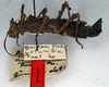 CollectionObject 1556942; NMW 65', 6f647c75-6e03-4934-9e9f-2809713ffeed: copyright NMW. female, lateral view (holotype). (CollectionObject).