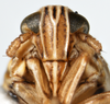 Head on Dicranotropis (Dicranotropis) hamata (Boheman, 1847): (Observation).